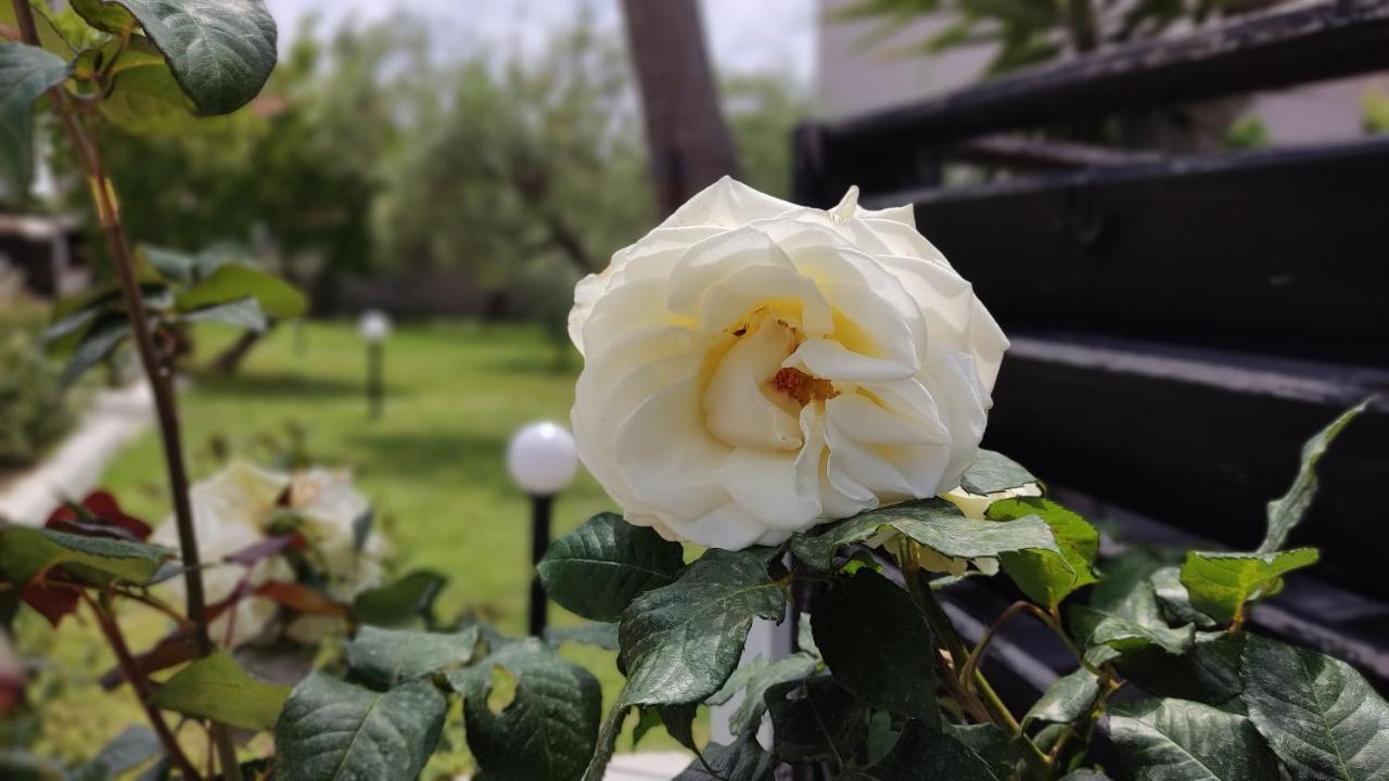 Elina House And Garden Villa Nikiti  Ngoại thất bức ảnh